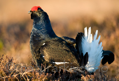 BB 09 0015 / Tetrao tetrix / Orrfugl